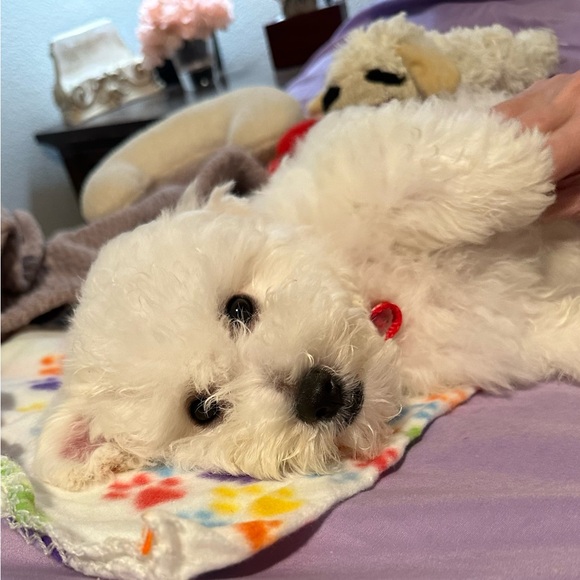 Meet your Posher, Dana - Picture 5 of 8